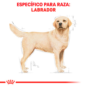 Royal Canin Alimento Seco para perro Adulto Raza Labrador Retriever, 13.6 kg