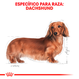 Royal Canin Alimento Seco para Perro Adulto Raza Dachshund Receta Pollo, 4.5 kg