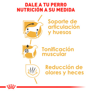 Royal Canin Alimento Seco para Perro Adulto Raza Dachshund Receta Pollo, 4.5 kg